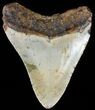 Bargain, Megalodon Tooth - North Carolina #65701-2